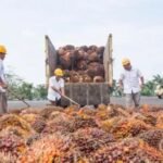 FOTO 31 Okt_Produk agro kelapa sawit di Holding PT Perkebunan Nusantara III. (dok. ptpn3) ini