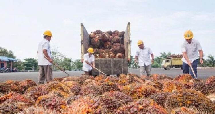 FOTO 31 Okt_Produk agro kelapa sawit di Holding PT Perkebunan Nusantara III. (dok. ptpn3) ini