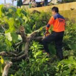 FOTO 4 Nov_Kerusakan rumah dan pohon tumbang akibat cuaca ekstrem yang melanda Kabupaten Pamekasan, Jawa Timur.