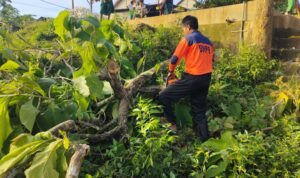 FOTO 4 Nov_Kerusakan rumah dan pohon tumbang akibat cuaca ekstrem yang melanda Kabupaten Pamekasan, Jawa Timur.