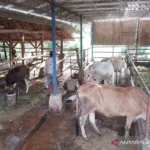 FOTO 19 Des_Salah satu pengembangan korporasi sapi potong di Kabupaten Subang, Jawa Barat. (dok. kementan)