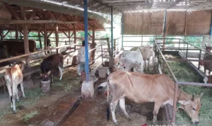 FOTO 19 Des_Salah satu pengembangan korporasi sapi potong di Kabupaten Subang, Jawa Barat. (dok. kementan)