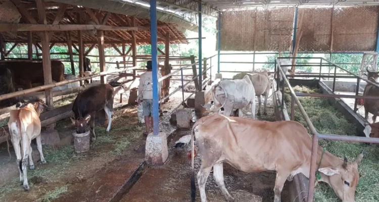 FOTO 19 Des_Salah satu pengembangan korporasi sapi potong di Kabupaten Subang, Jawa Barat. (dok. kementan)