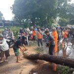 FOTO 28 Des_Tim gabungan membersihkan material pohon tumbang pascabencana angin kencang di Kota Probolinggo, Jawa Timur. (dok. bpbdkabupaten