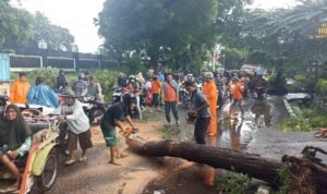 FOTO 28 Des_Tim gabungan membersihkan material pohon tumbang pascabencana angin kencang di Kota Probolinggo, Jawa Timur. (dok. bpbdkabupaten