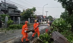 FOTO 9 Des_Penanganan pohon tumbang akibat angin puting beliung di Kabupaten Tuban, Jawa Timur. dok. bpbdkabupatentuban