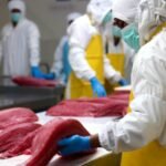 FOTO 19 Sept_Pengolahan ikan tuna. (dok. kkp)