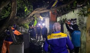 FOTO 21 Jan_Proses evakuasi pohon tumbang akibat angin kencang oleh petugas gabungan di Desa Besuki, Kec. Besuki, Kab. Situbondo, Jawa Timur.