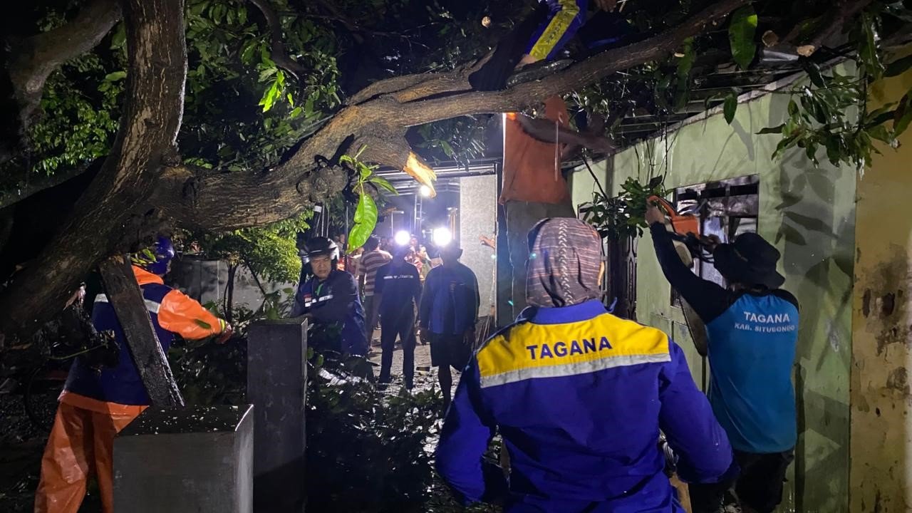 FOTO 21 Jan_Proses evakuasi pohon tumbang akibat angin kencang oleh petugas gabungan di Desa Besuki, Kec. Besuki, Kab. Situbondo, Jawa Timur.