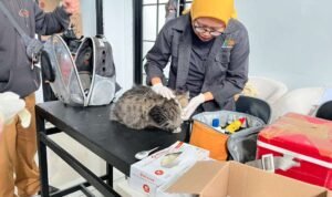 FOTO 22 Jan_Pemeriksaan kesehatan hewan kucing. (dok. jabarprov.go.id)