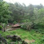 FOTO 26 Jan_Desa Tugu Selatan yang terletak di tengah kawasan wisata Puncak, Bogor, Jawa Barat.kemenpar