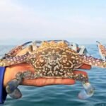 FOTO 9 Jan_Produk perikanan jenis rajungan. (dok. kkp.go.id)