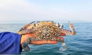 FOTO 9 Jan_Produk perikanan jenis rajungan. (dok. kkp.go.id)