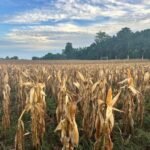 FOTO 15 Febr_Tanaman jagung siap panen. (dok. pertanian.go.id)