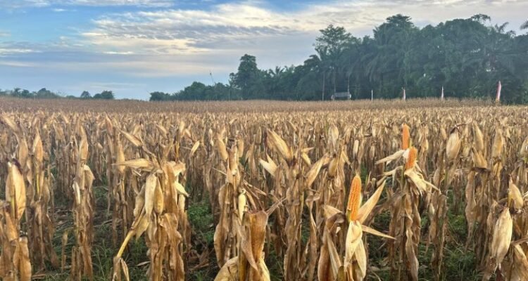 FOTO 15 Febr_Tanaman jagung siap panen. (dok. pertanian.go.id)