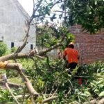 FOTO 13 Maret_Upaya pembersihan material pohon tumbang dan rumah rusak akibat cuaca ekstrem yang melanda Kabupaten Cirebon, Jawa Barat. dok