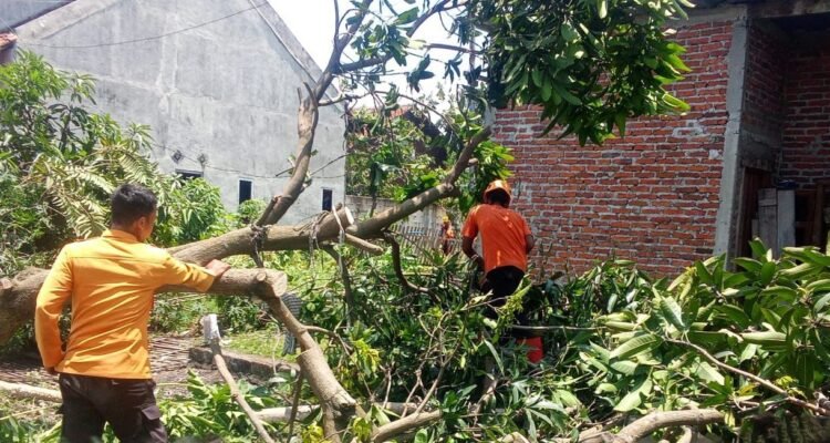 FOTO 13 Maret_Upaya pembersihan material pohon tumbang dan rumah rusak akibat cuaca ekstrem yang melanda Kabupaten Cirebon, Jawa Barat. dok