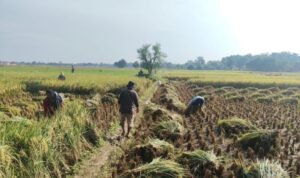 FOTO 19 Maret_Panen raya yang berlangsung di Kabupaten Majalengka, Jawa Barat. dok. pertanian.go.id