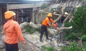 FOTO 3 Maret_BPBD Kabupaten Lampung Selatan bersama warga membersihkan material pohon tumbang pascaangin kencang di Kabupaten Lampung Selatan, Provinsi Lampung.