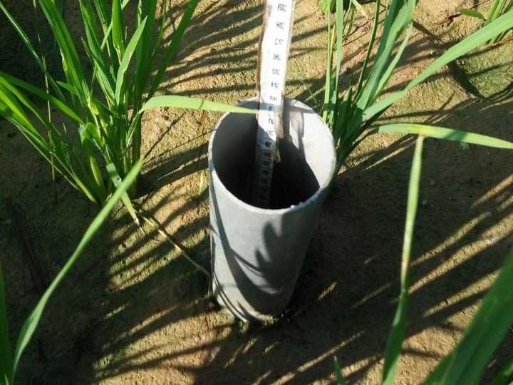 FOTO 30 Maret_Penerapan pengelolaan air sawah yang lebih hemat melalui metode Alternate Wetting and Drying (AWD). dok