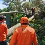 FOTO 5 Maret_Personil BPBD Kabupaten Blitar bersama warga membersihkan pohon tumbang akibat angin kencang di Kabupaten Blitar, Jawa Timur. bpbd