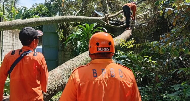 FOTO 5 Maret_Personil BPBD Kabupaten Blitar bersama warga membersihkan pohon tumbang akibat angin kencang di Kabupaten Blitar, Jawa Timur. bpbd