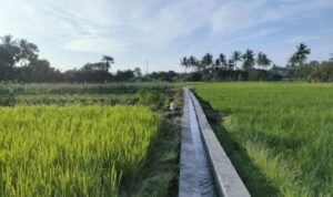 FOTO 6 Maret_Kawasan irigasi di persawahan. (dok. pu.go.id
