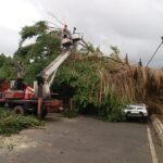 FOTO 8 Maret_Tim gabungan menangani dampak bencana hidrometeorologi pohon tumbang di Kabupaten Batang, Jawa Tengah. bpbd