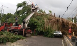 FOTO 8 Maret_Tim gabungan menangani dampak bencana hidrometeorologi pohon tumbang di Kabupaten Batang, Jawa Tengah. bpbd