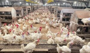 FOTO 13 April_Peternakan ayam. dok. pertanian.go.id