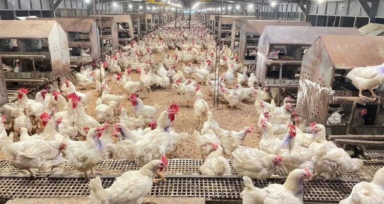 FOTO 13 April_Peternakan ayam. dok. pertanian.go.id