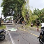 FOTO 4 April_Pohon tumbang akibat diterpa angin kencang di Desa Pengadang, Kecamatan Praya Tengah, Kab Lombok Tengah.