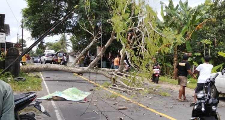 FOTO 4 April_Pohon tumbang akibat diterpa angin kencang di Desa Pengadang, Kecamatan Praya Tengah, Kab Lombok Tengah.