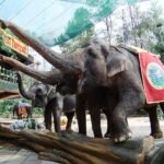 FOTO 6 April_Pertunjukan gajah di Taman Safari Bogor. dok. wikipedia.org