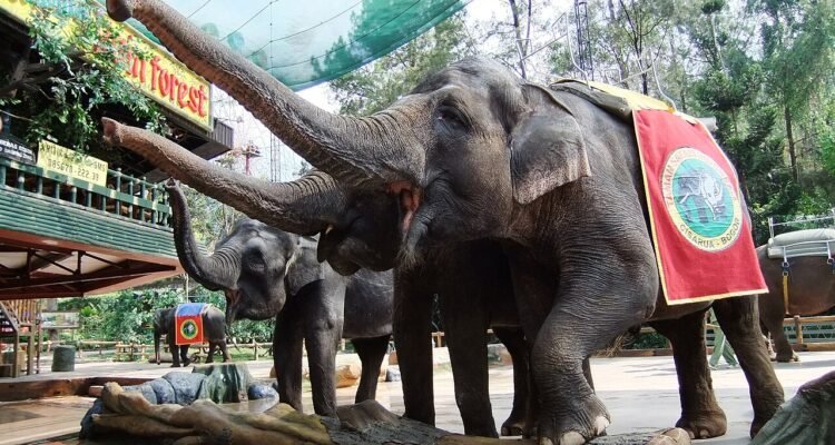 FOTO 6 April_Pertunjukan gajah di Taman Safari Bogor. dok. wikipedia.org