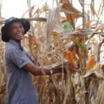 FOTO 7 April_Petani saat memanen jagung. (dok. bapanas.go.id)