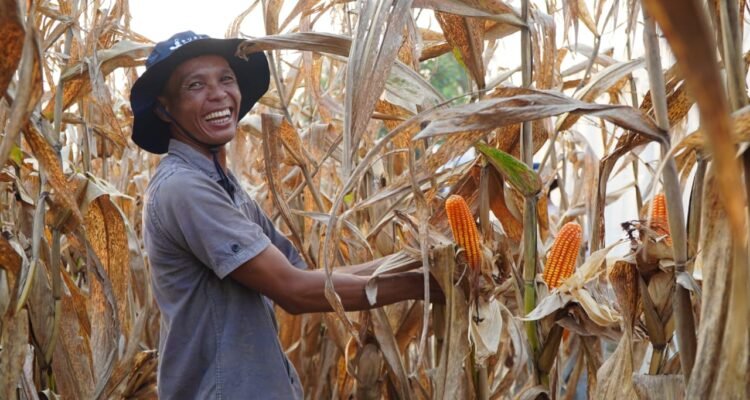 FOTO 7 April_Petani saat memanen jagung. (dok. bapanas.go.id)