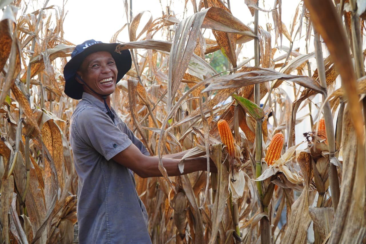 FOTO 7 April_Petani saat memanen jagung. (dok. bapanas.go.id)