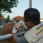 FOTO 15 Mei_Petugas tengah memeriksa hewan yang dipersiapkan untuk kurban. dok. jogjakota.go.id