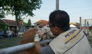 FOTO 15 Mei_Petugas tengah memeriksa hewan yang dipersiapkan untuk kurban. dok. jogjakota.go.id