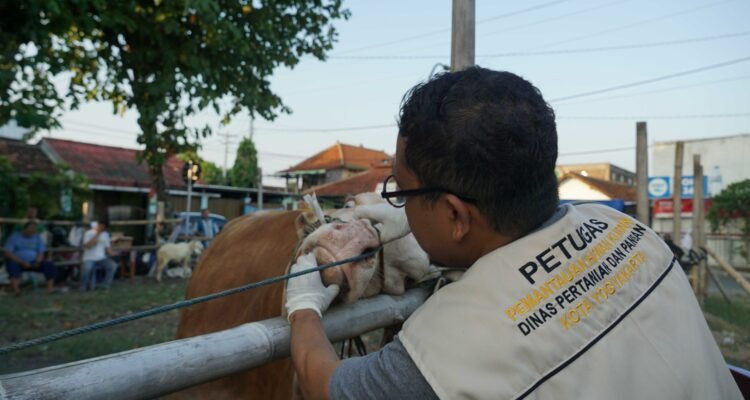 FOTO 15 Mei_Petugas tengah memeriksa hewan yang dipersiapkan untuk kurban. dok. jogjakota.go.id