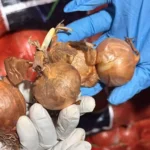 FOTO 17 Mei_Badan Karantina Indonesia memusnahkan 42 ton bawang bombai, kentang dan wortel ilegal yang berasal dari Tiongkok dan Belanda.