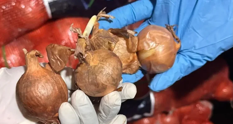 FOTO 17 Mei_Badan Karantina Indonesia memusnahkan 42 ton bawang bombai, kentang dan wortel ilegal yang berasal dari Tiongkok dan Belanda.