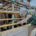 FOTO 20 Mei_Petugas karantina melakukan tindakan karantina terhadap lalu lintas hewan kurban tahun 2026. dok. humaskarantinakalsel