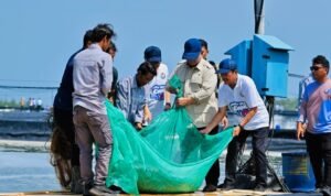 FOTO 23 Mei_Presiden Prabowo Subianto turut menarik jaring saat proses panen raya udang di Tambak Budidaya Udang Berbasis Kawasan (BUBK) Kebumen. setpres