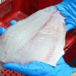 FOTO 30 Mei_Komoditas ikan nila atau disebut juga tilapia kini menjadi komoditas andalan baru ekspor perikanan Indonesia. (dok. kkp)