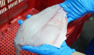 FOTO 30 Mei_Komoditas ikan nila atau disebut juga tilapia kini menjadi komoditas andalan baru ekspor perikanan Indonesia. (dok. kkp)