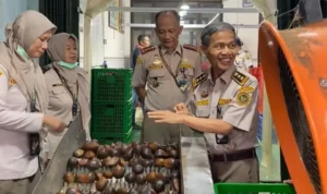 FOTO 12 Juni_Pemeriksaan buah salak dari Yogyakarta sebelum dikirim untuk ekspor. dok. barantin
