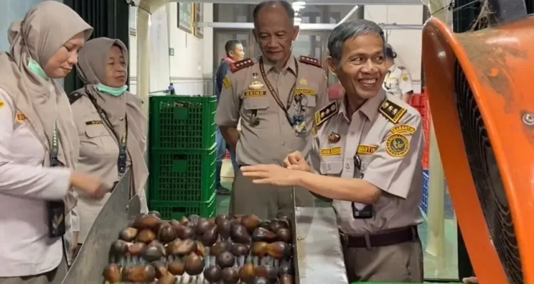 FOTO 12 Juni_Pemeriksaan buah salak dari Yogyakarta sebelum dikirim untuk ekspor. dok. barantin