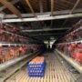 FOTO 13 Juni_Lokasi peternakan ayam. (dok. pertanian.go.id)
